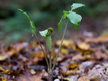 Leaves and flower